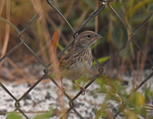 Grassland Sparrow