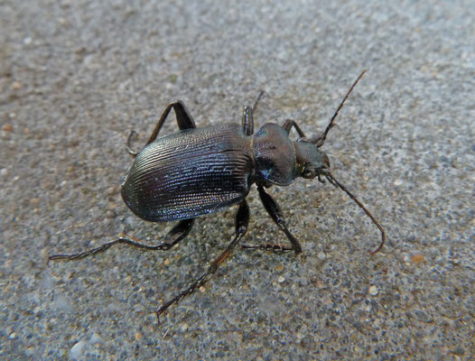 Calosoma inquisator