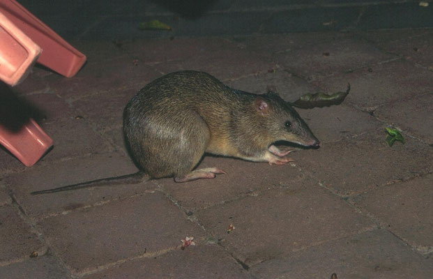 Northern Brown Bandicoot