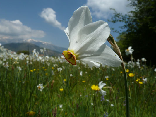 Narcis serotinus