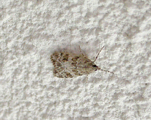 Scoparia ambigualis - Vroege granietmot