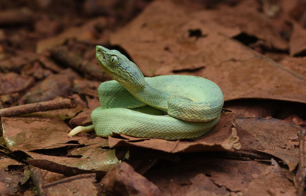 Bothriopsis bilineata bilineata - Groene Boomlanspuntslang (Papegaaislang)