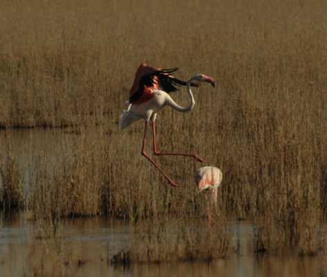 Europese flamingo