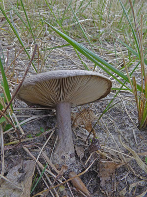 Entoloma clypeatum  Harde voorjaarssatijnzwam
