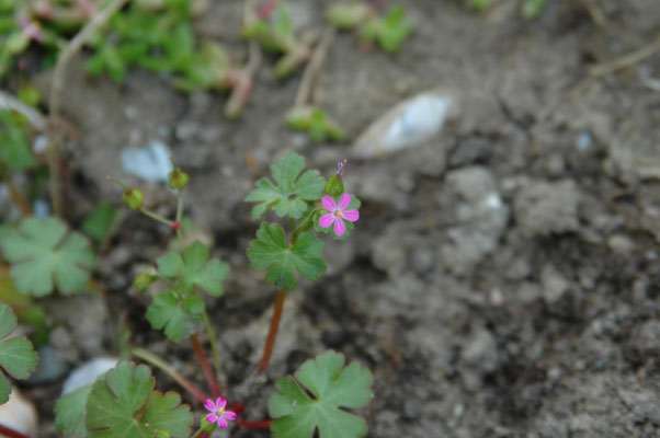 Geranium lucidum - Glanzige ooievaarsbek