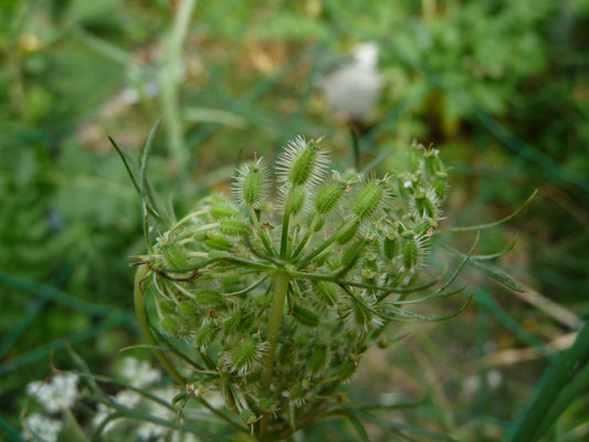 Phalaris canariensis - Kanariegras