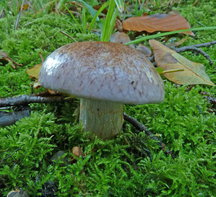 Cortinarius nemorensis - Bruine kleibosgordijnzwam