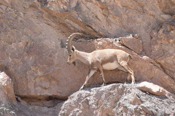 Nubische steenbok