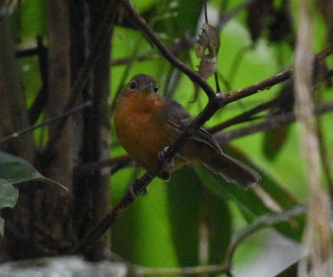 Dusky Antbird, female