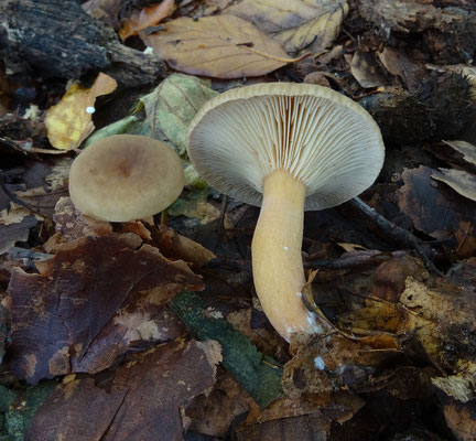 Lactarius subdulcis - Bitterzoete melkzwam