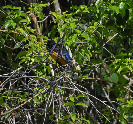 Green-backed Trogon