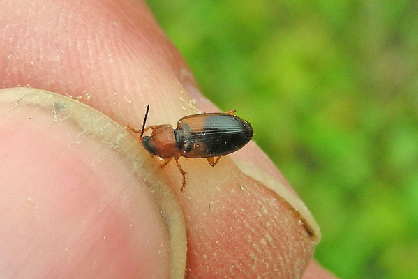 Stenolophus teutonus - Tweekleurige glansloper