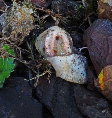 Clathrus archeri - Inktviszwam
