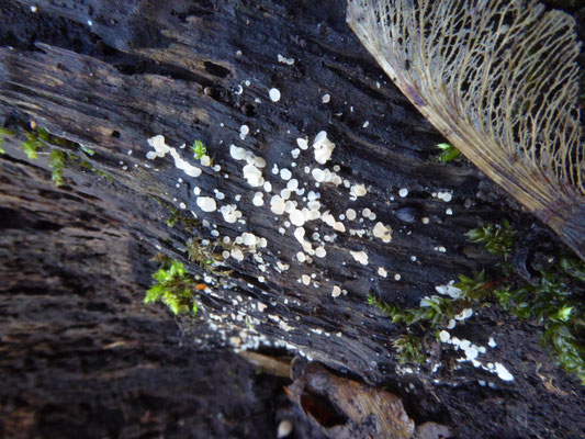 Hymenoscyphus ss. lato - vlieskelkjes en poederkelkjes