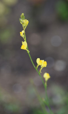 Linaria spartea