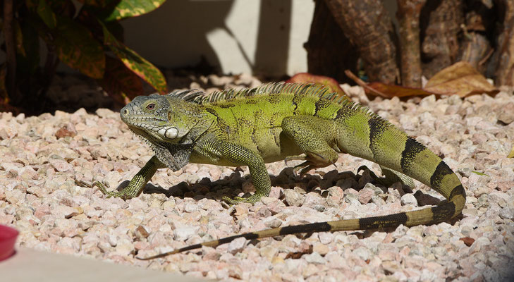 Groene Leguaan