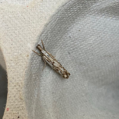 Catoptria falsella - Drietandvlakjesmot