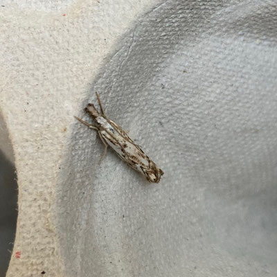 Catoptria falsella - Drietandvlakjesmot