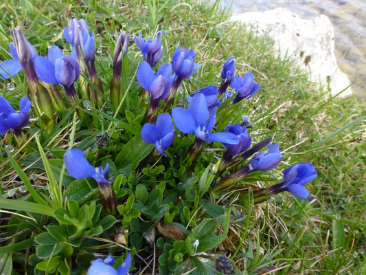 Gentiana verna