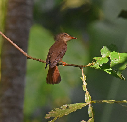 Royal Flycatcher