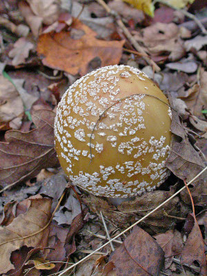 Amanita gemmata - Narcisamaniet