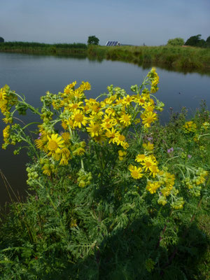 Senecio jacobaea - Jacobskruiskruid