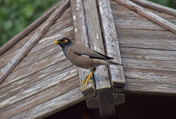 Common Mynah