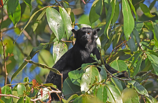 Red-handed Tamarinde (Zwart Zijdeaapje)