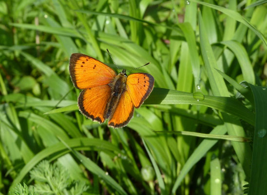Lycaena ottomanus