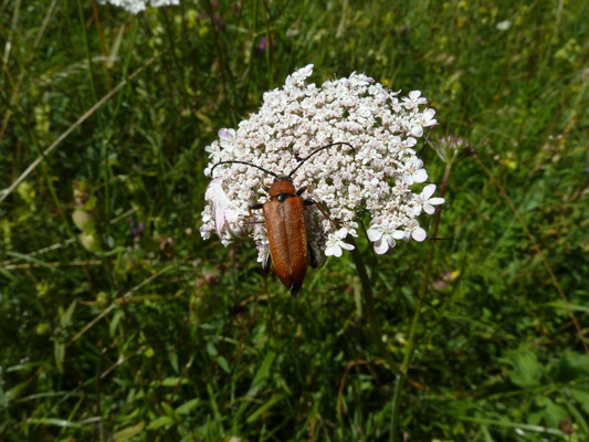Gewone smalbloem
