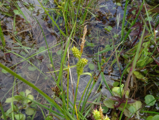 Carex oederi - Dwergzegge