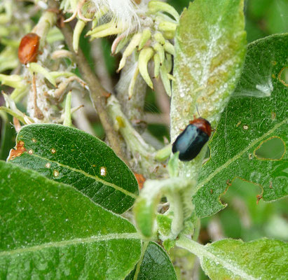 Gastrophysa polygoni - Duizendknoophaantje