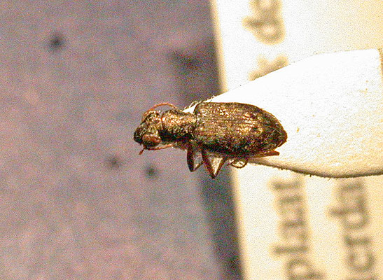 Asaphidion flavipes