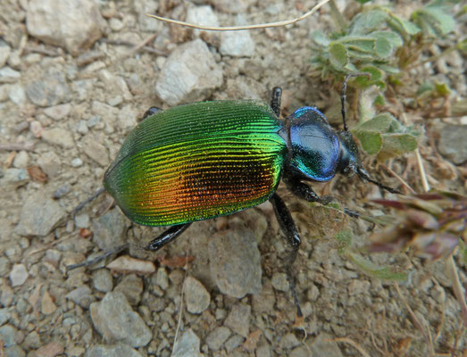 Calosoma sycophanta