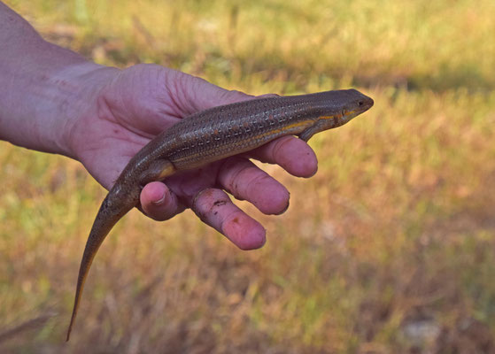 Schneider's Skink (Eumeces schneideri)  