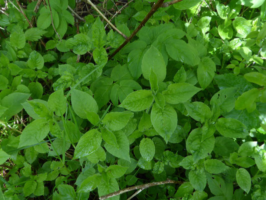 Bosmuur (Stellaria nemorum)
