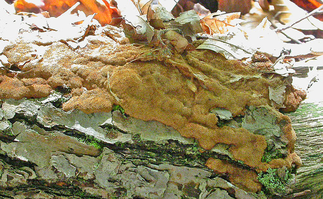 Fuscoporia ferruginosus - Gewone korstvuurzwam