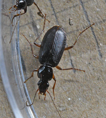 Platynus livens - Ringneksnelloper
