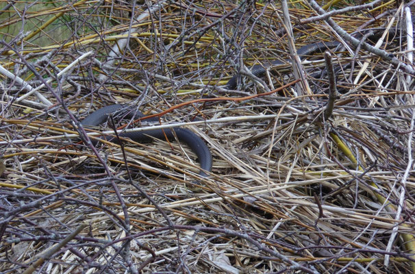 Ringslang (Natrix natrix) nr.1 en Russische rattenslang nr 4