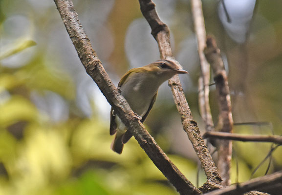Red-eyed Vireo