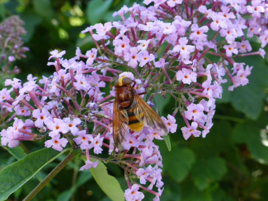 Volucella zonaria - Stadsreus