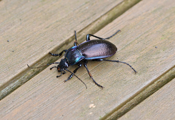 Carabus nemoralis - Tuinschallebijter