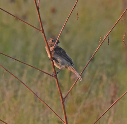 Wing-barred Seedeater, female