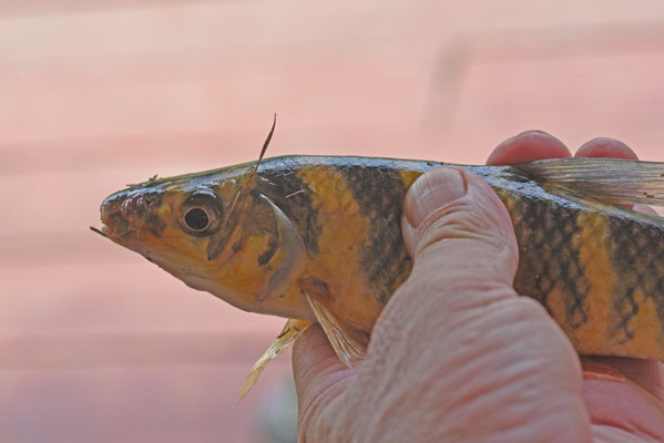 Leporinus fasciatus - kwana