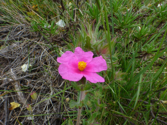 Cistus creticus
