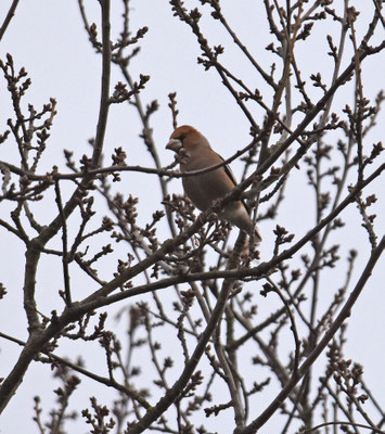 Appelvink, Zwijndrecht