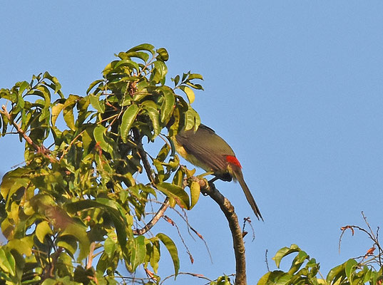Green Aracari