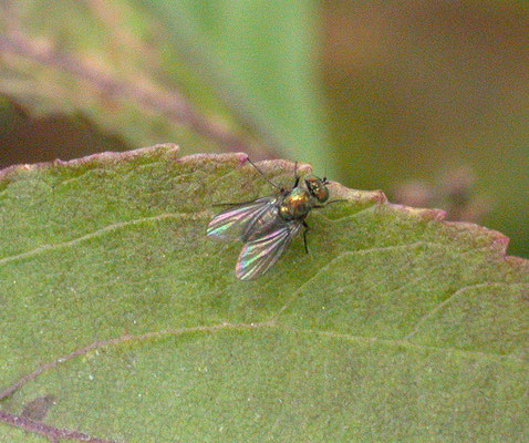 Medetera species