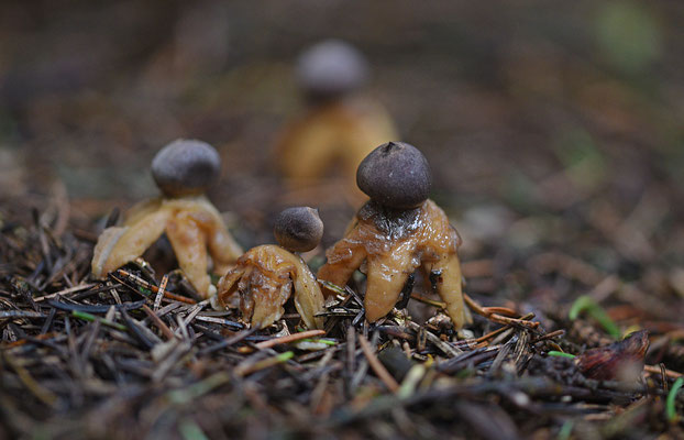 Geastrum quadrifidum-Vierslippige aardster