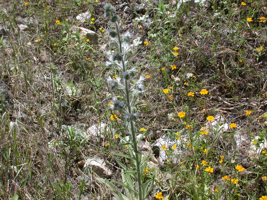 Echium italicum - Italiaans slangenkruid